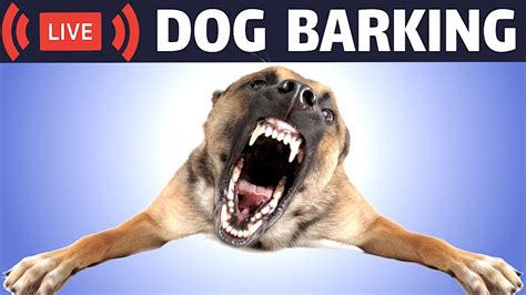 dogs barking youtube video|dogs barking and playing videos.